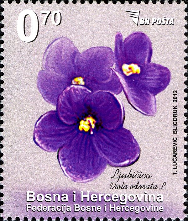 Viola odorata