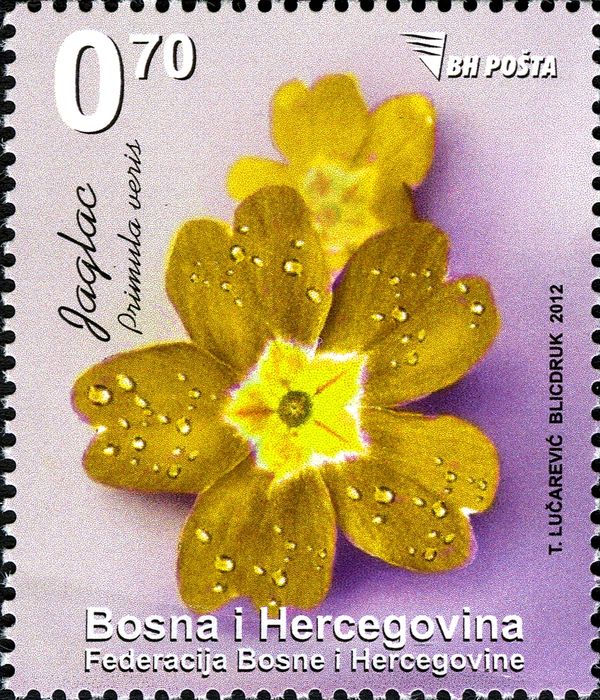 Primrose1