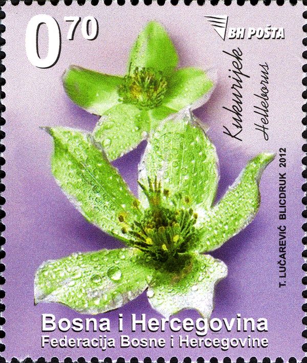 Helleborus flowers