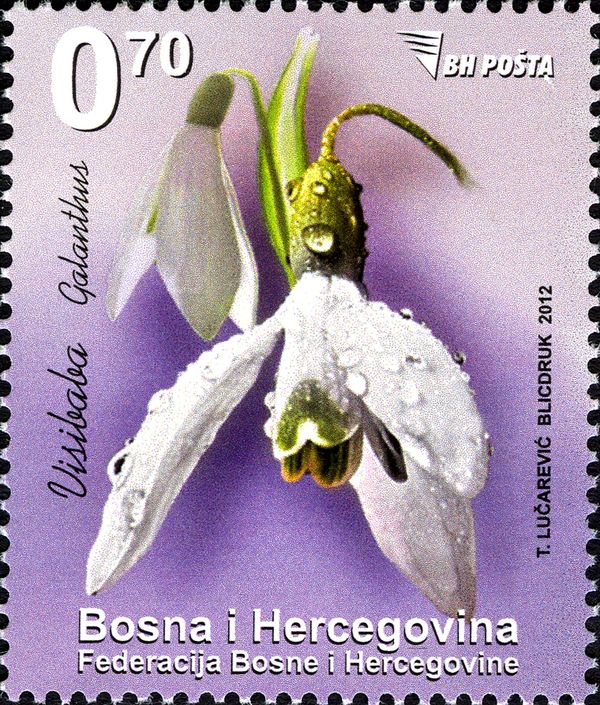 Snowdrop (Galanthus)