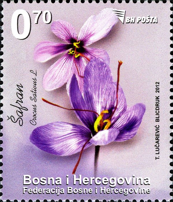 Crocus sativus