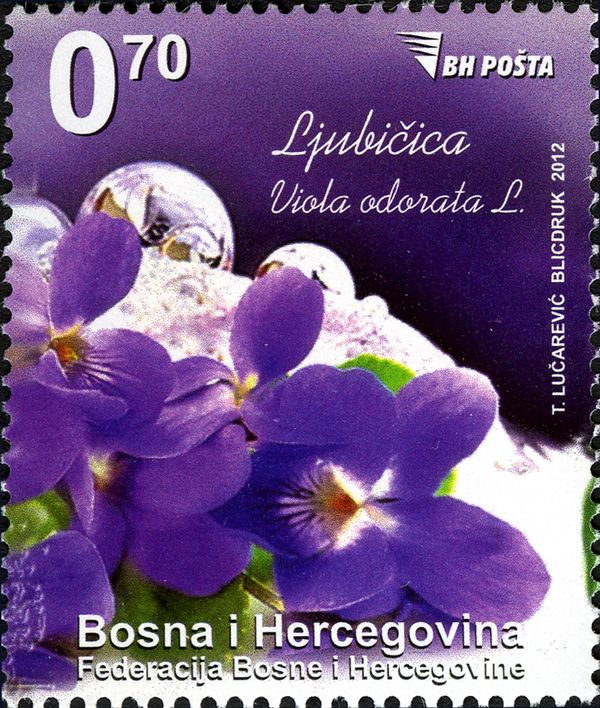 Viola adorata L.