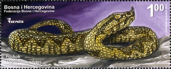 Nose-horned Viper (Vipera ammodytes)