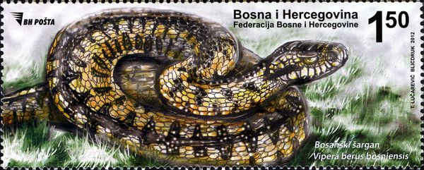 Bosnian Northern Viper (Vipera berus bosniensis)
