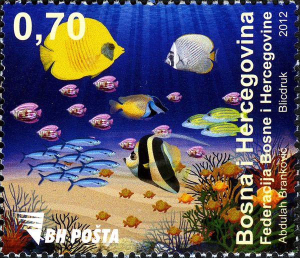 Coral Fishes