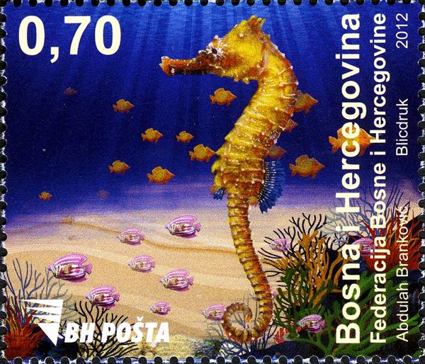 Seahorse