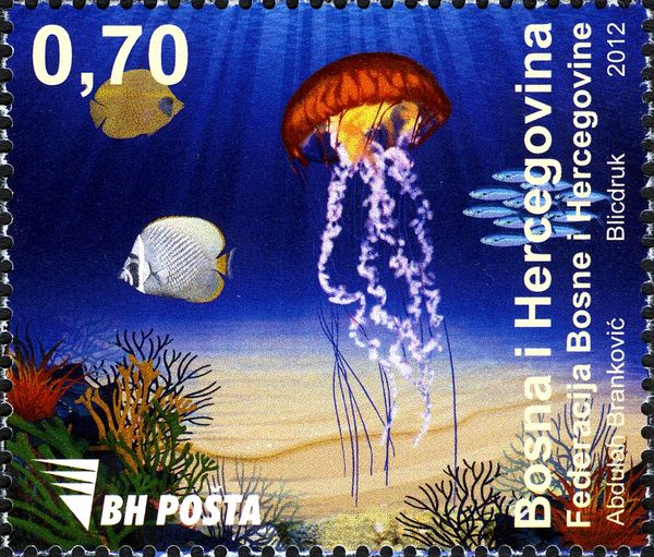 Jellyfish