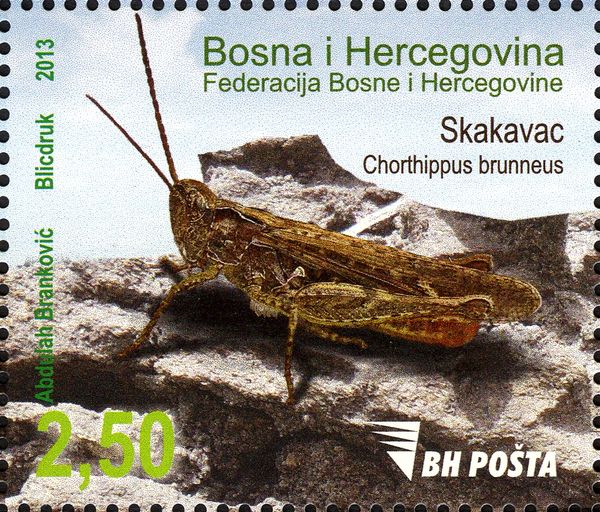 Grasshopper (Chorthippus brunneus)