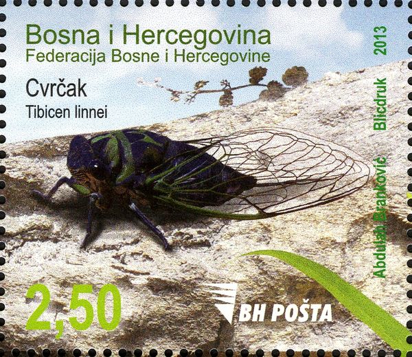 Cricket (Tibicen linnei)