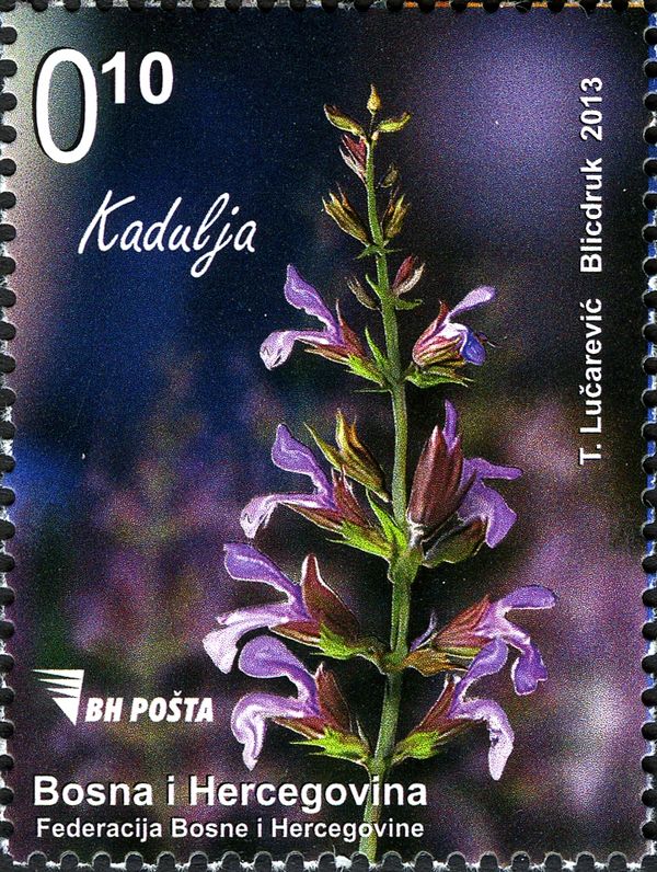 Sage (Salvia officinalis)