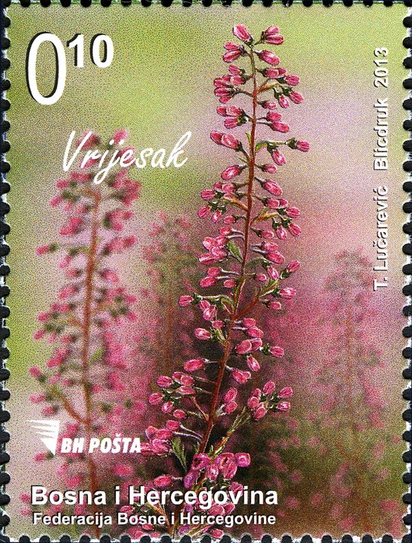 Heather (Satureja montana)