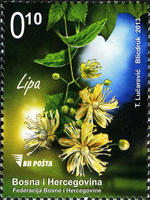 Linden flowers