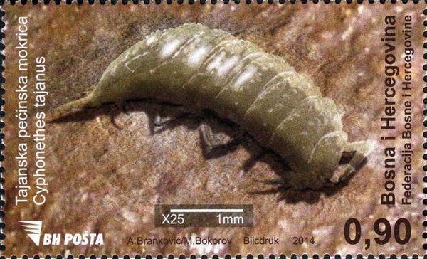 Tajan Cave Woodlouse (Cyphonethes tajanus)