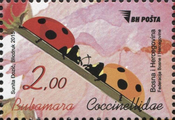 Seven-spot Ladybird (Coccinella septempunctata)