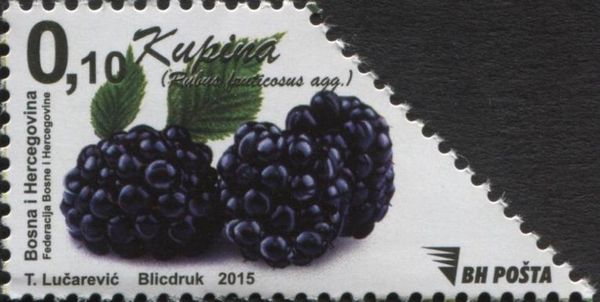 Berries - Blackberry
