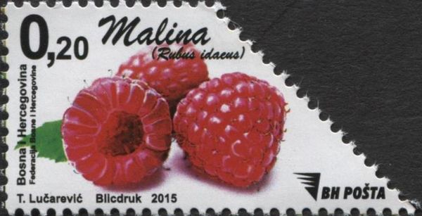 Berries - Raspberry