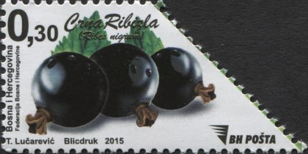 Berries - Currant