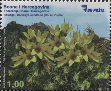 Halacsya sendtneri