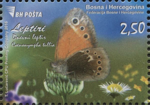 Large Heath (Coenonympha tullia) 