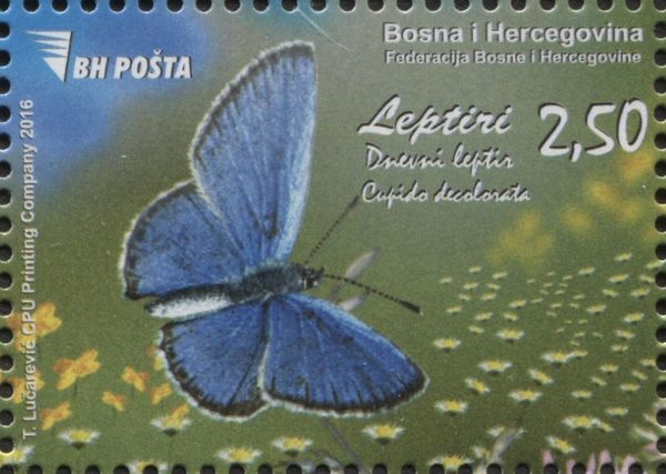 Eastern Short-tailed Blue (Cupido decolorata)