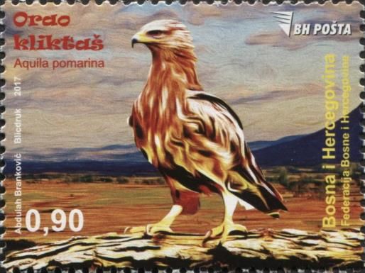 Eagle (Aquila pomarina)