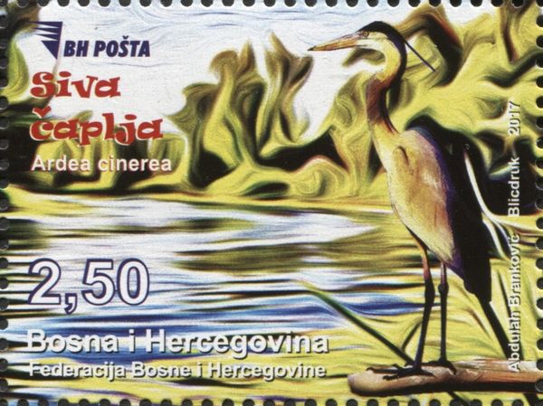 Grey heron (Ardea cinerea)
