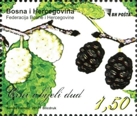 White and Black Mulberries