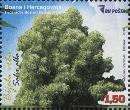White Willow (Salix alba)