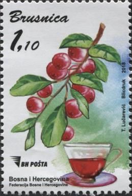 Cranberry (Vaccinium oxycoccos L.)