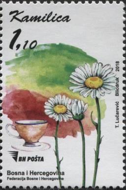 Camomile (Matricaria chamomilla)