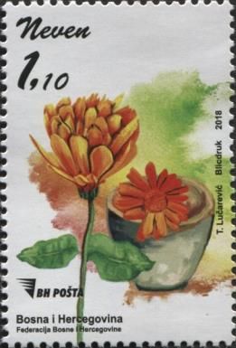 Common Marigold (Calendula officinalis)