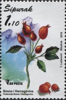 Rosehip (Rosa canina)
