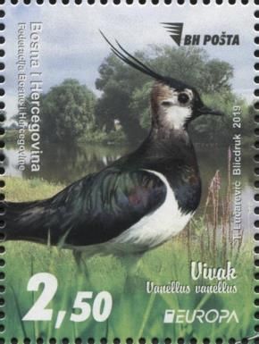 Northern Lapwing (Vanellus vanellus)