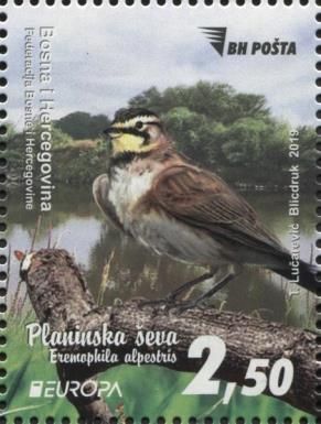 Horned Lark (Eremophila alpestris)