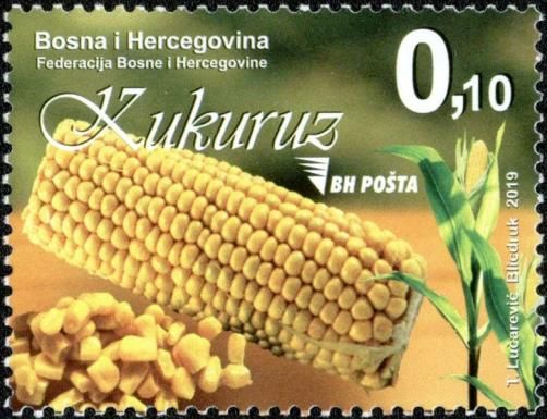 Maize