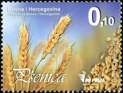 Wheat
