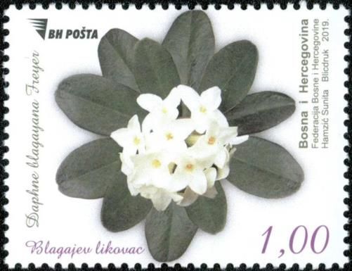 Daphne blagayana freyer