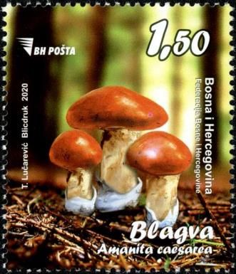 Amanita caesarea