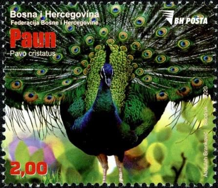 Peacock (Pavo cristatus)