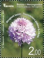 Globe Orchid (Traunsteinera globosa)