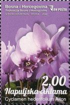 Ivy-Leaved Cyclamen (Cyclamen hederifolium Aiton)