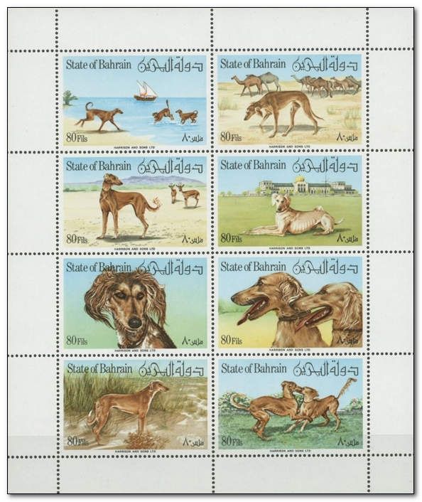 Saluki (Canis lupus familiaris)