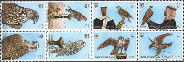 Gyrfalcon (Falco rusticolus)