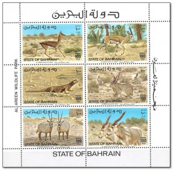 Persian Gazelle (Gazella subgutturosa), Male
