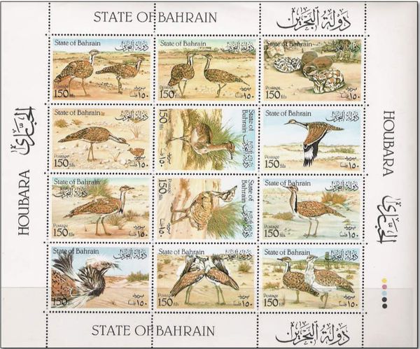 Macqueen's Bustard (Chlamydotis macqueenii)