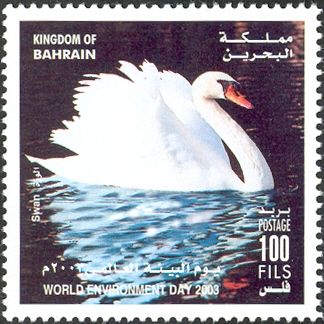 Mute Swan (Cygnus olor)