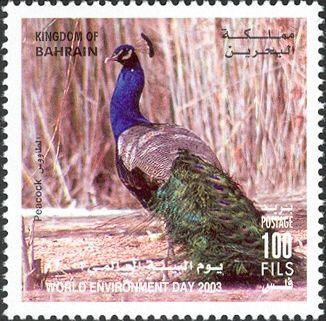 Common Peacock (Pavo cristatus)