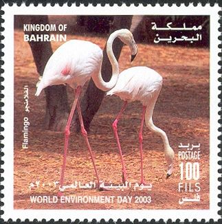 Greater Flamingo (Phoenicopterus roseus).