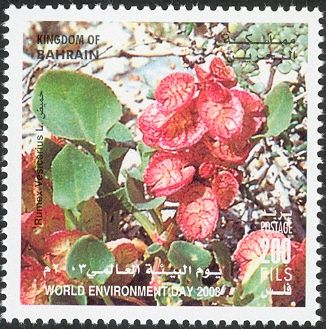 Rumex vesicarius