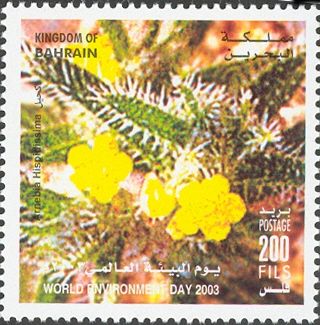 Arnebia hispidissima